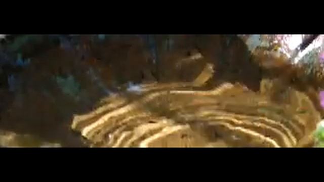 Fuji HS20 high speed video recording mode смотреть онлайн