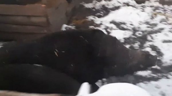 ВЕНГЕРСКАЯ МАНГАЛИЦА в охоте