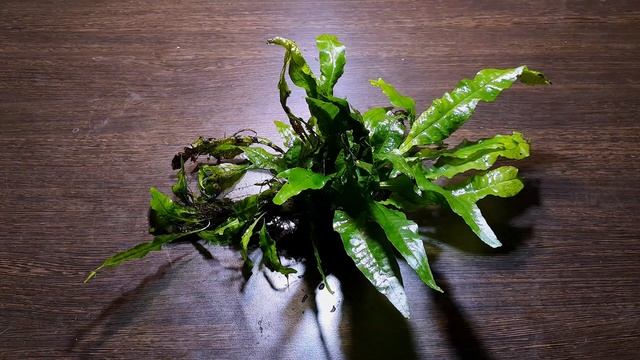 ПАПОРОТНИК ШИРОКОЛИСТНЫЙ ( Microsorum Pteropus Broad Leaf )