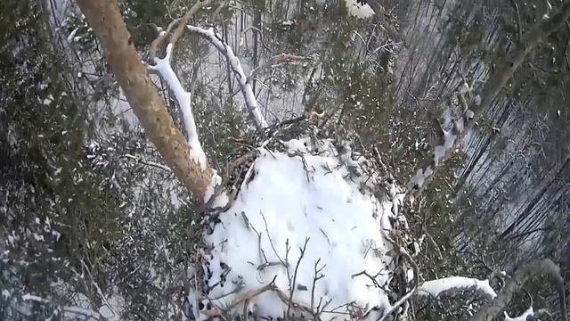 Гнездо на сосне орлана-белохвоста в нацпарке «Нижняя Камая», Татарстан 2 смотреть онлайн
