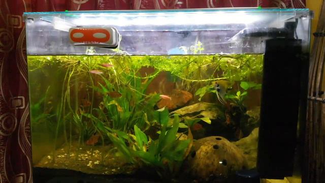 15 gal freshwater community tank. смотреть онлайн