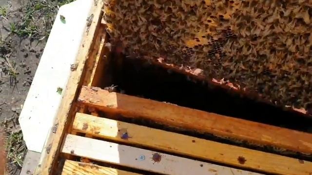 Когда расширять гнезда? Соседка травит пчел. смотреть онлайн