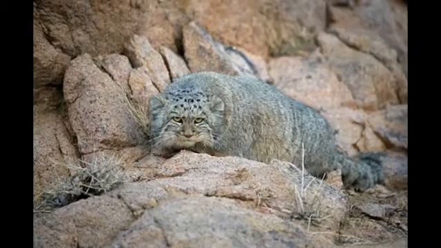 Дикий кот манул смотреть онлайн