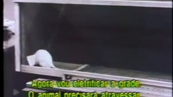 Circuito de Recompensa - experimento de James Olds