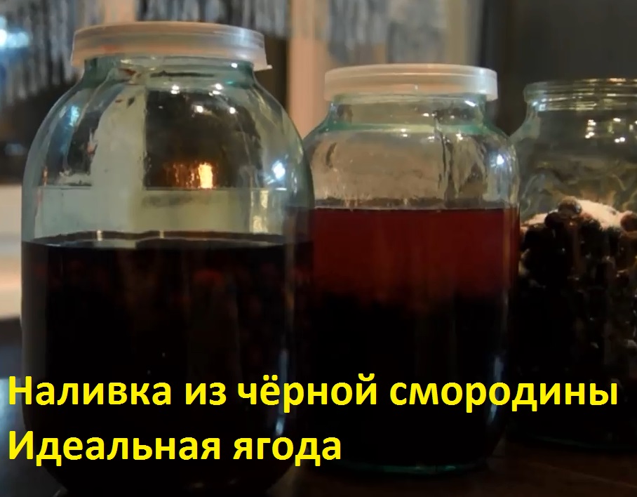 Наливка из чёрной смородины Идеальная ягода смотреть онлайн