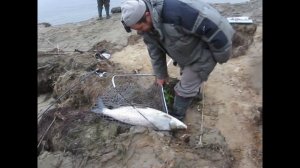 Трофейная НЕЛЬМА на спиннинг