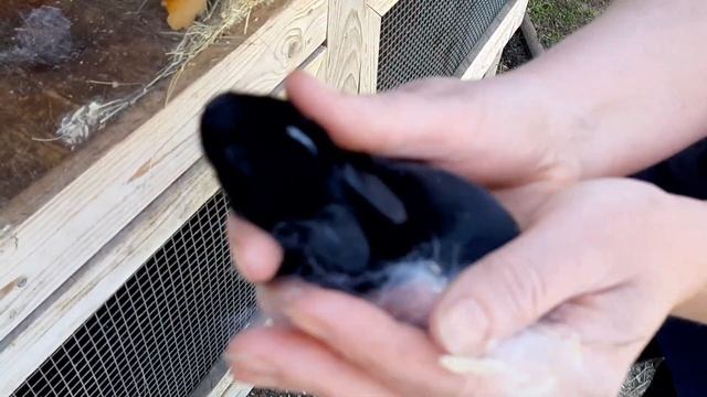 Единственный крольчонок смотреть онлайн