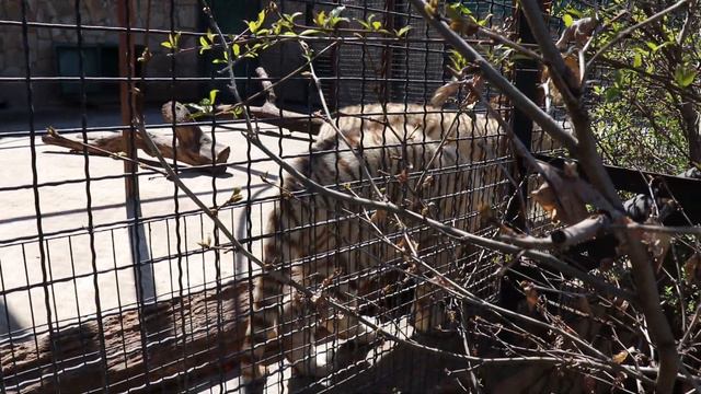 Султан и Раджа мав - мав - вкусно))) Тайган. Белогорск. Крым. смотреть онлайн