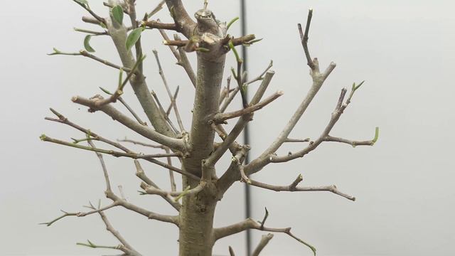 FAIRE UN BONSAI FICUS À PARTIR D'UNE BOUTURE (RÉSULTAT EN 3ANS) - BONSAI MAKING FROM BRANCH CUTTING смотреть онлайн