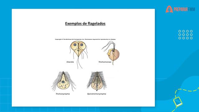 Biologia | Aula 05 | Seres Vivos | Protistas смотреть онлайн