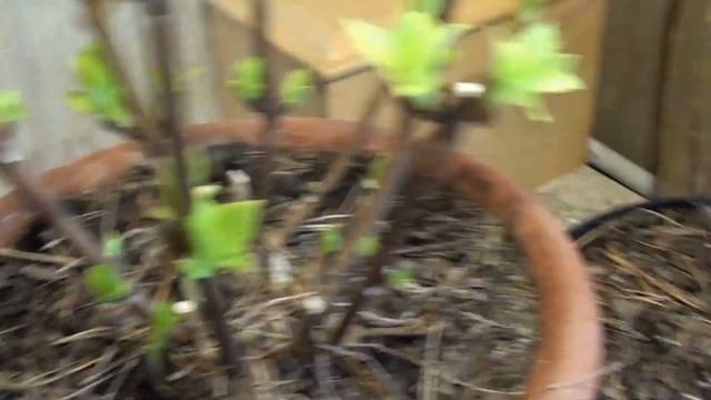 Как перезимовала крупнолистная гортензия в погребе. смотреть онлайн