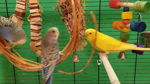 11 Hours Of Budgie Sounds For Relaxation