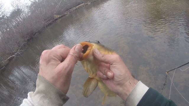 Fly Fishing for CARP on Bushy Black & Olive Tail WOOLLY BUGGERS смотреть онлайн