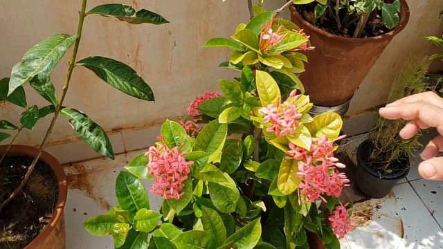 Ixora - Best Flowering Plant For Beginners || Care Of Ixora || Fun Gardening