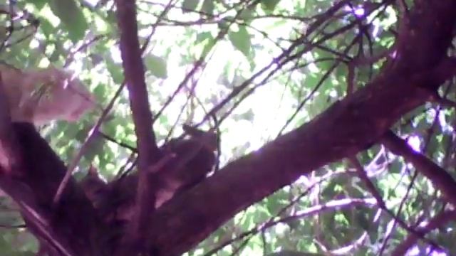 Драка котов на дереве!? смотреть онлайн