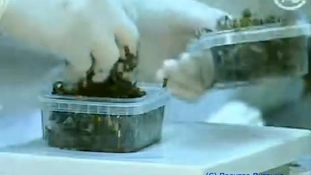 Познай всю пользу морской капусты смотреть онлайн