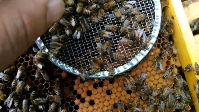 Как подсадить плодную матку в отводок . О надежном способе подсадки пчеломаток. смотреть онлайн