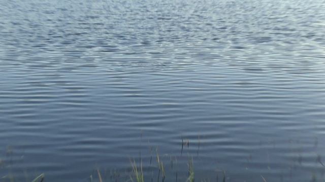 Бешеный клёв. Вечерний жор рыбы. Рыбалка на поплавок. Ловля на маховую удочку 2021. смотреть онлайн