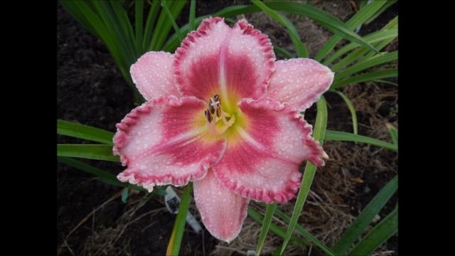 Лилейники 2022. смотреть онлайн