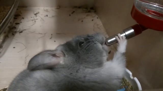 Шиншилла Джуниор смотреть онлайн