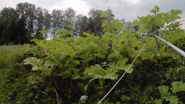 Высоторез против борщевика Сосновского. FPV Insta360 Go 2