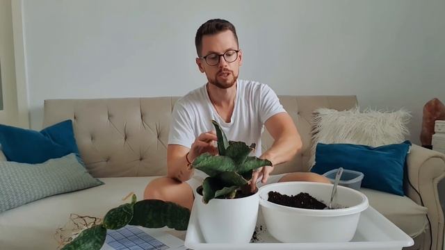 Сансевьерия Dragon Wings?. Разговорная пересадка. смотреть онлайн