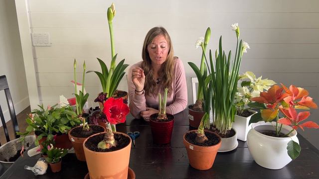 Everything You need to know About Amaryllis Bulbs! Get Blooms Year after Year.//FlowerFanatic смотреть онлайн