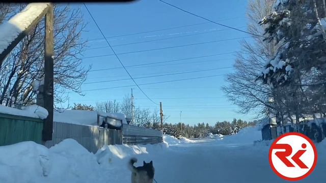 Бродячие собаки в Когалыме смотреть онлайн