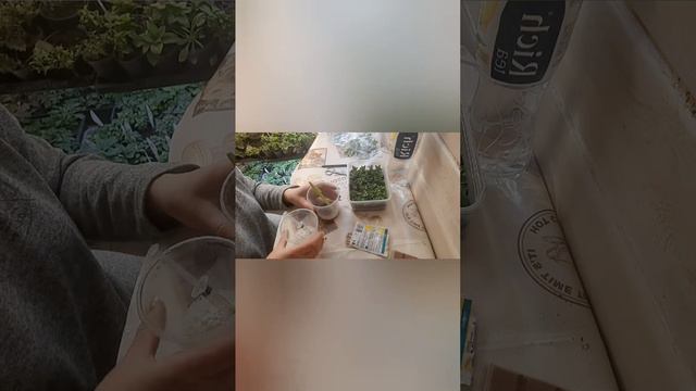 обзор неукора (черенок от российского производителя) смотреть онлайн