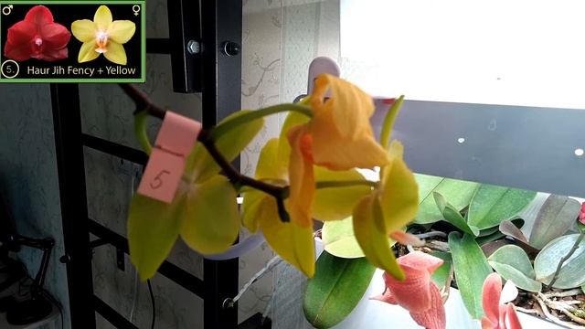 1-3 - Первые потери. Получение семян орхидей. Неделя с момента опыления. смотреть онлайн