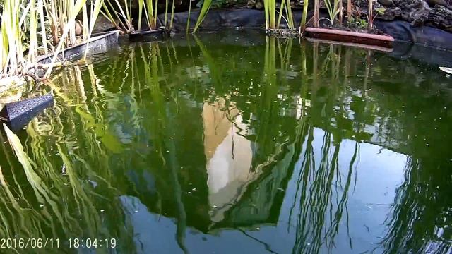 Аквапоника. Поиск новых решений. Клубника в пруду смотреть онлайн