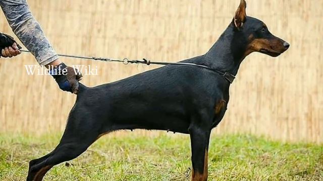 Reason for Doberman Tail cutting in Tamil | when, how, why doberman tail is docking| Doberman video смотреть онлайн