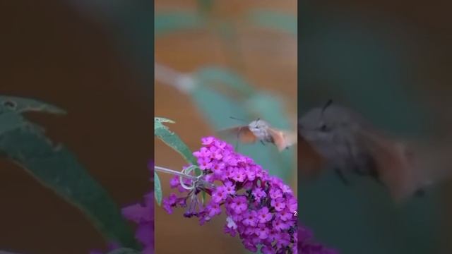 МИР ДИКИХ ЖИВОТНЫХ ДИКАЯ ПРИРОДА КРАСИВЫЕ КАДРЫ смотреть онлайн