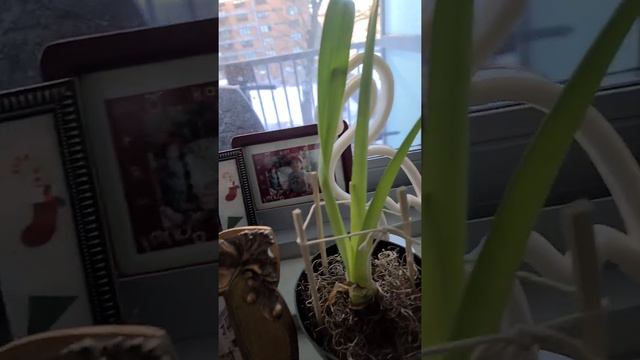 Amaryllis Ambiance part 2 смотреть онлайн