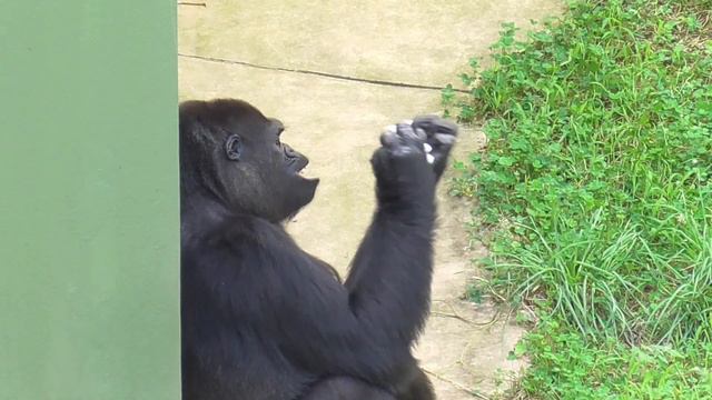 Kiyomasa trying to get back the plastic bottle taken by Shabani. gorilla, Silver back. смотреть онлайн
