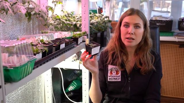 Уход за рассадой цветов: петунии, пеларгонии, эустомы. Дешевые удобрения для цветов. смотреть онлайн