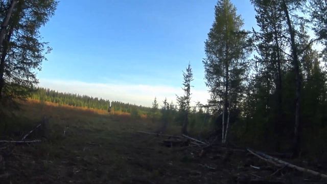 Охота на боровую. Удачное открытие осенней охоты смотреть онлайн