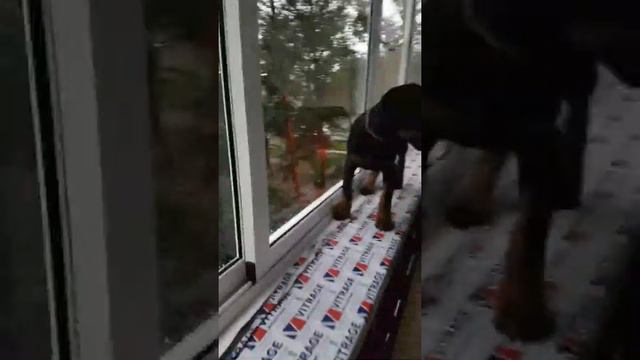 Доберман на балконе смотреть онлайн