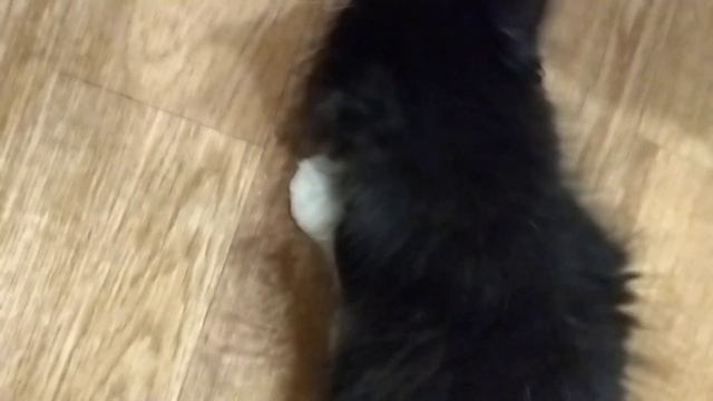 Симба уминает блины ? смотреть онлайн