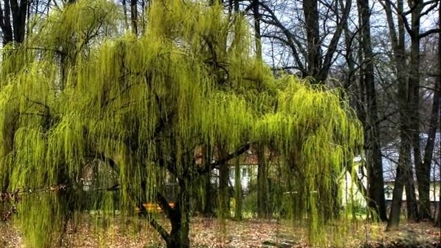 В воду зеркальную смотрится ива смотреть онлайн
