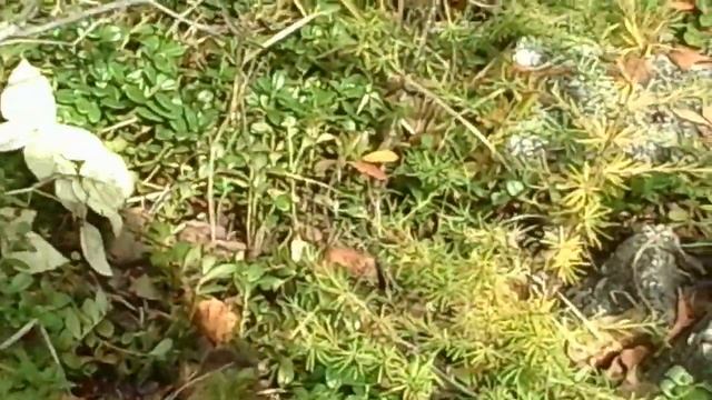 Набрал 20 литров брусники по быстрому !! смотреть онлайн