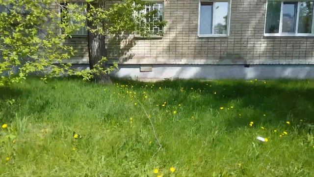 Цветущая красота и божья коровка. смотреть онлайн