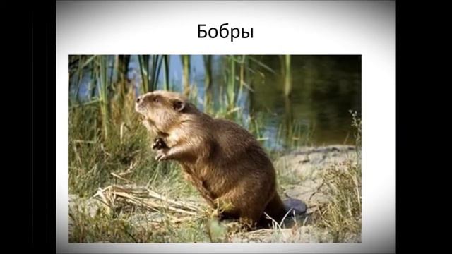 Присурский Заповедник смотреть онлайн