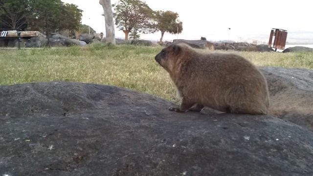daman Даман смотреть онлайн