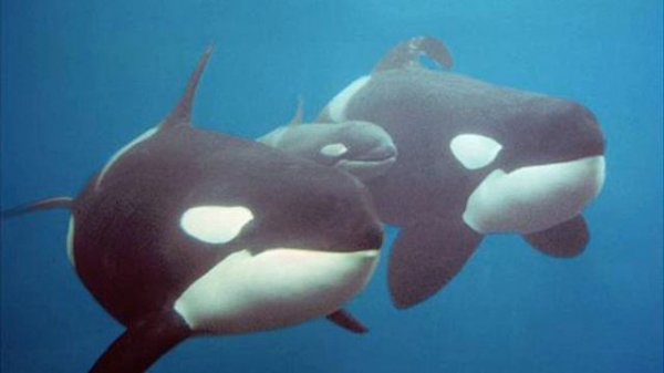 Enigma - The Dream Of The Dolphin