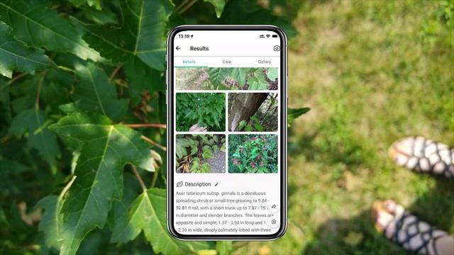 Amur maple(Acer tataricum subsp ginnala)identification | PictureThis identifier смотреть онлайн