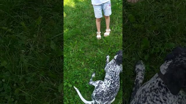 Боксер VS Далматинец смотреть онлайн