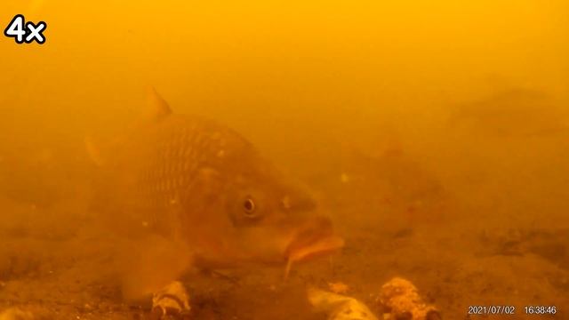 Реакция рыбы на КОРИЦУ! Подводная съемка рыбалки. Лещ, карась, плотва, сазан/карп.