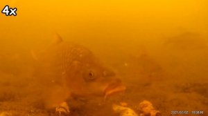 Реакция рыбы на КОРИЦУ! Подводная съемка рыбалки. Лещ, карась, плотва, сазан/карп.