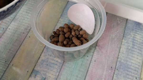 Пересадка Хойи Карноза Триколор/ Новые кашпо для Хой ✅ Hoya Carnosa Tricolor transplant/ Hoy pot